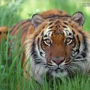 Meet your Posher, Leonard